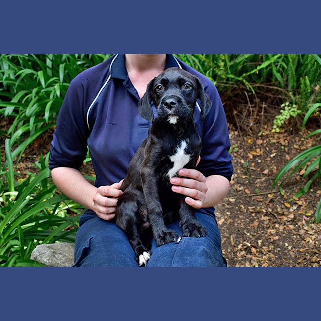 Photo of Indiana Bones