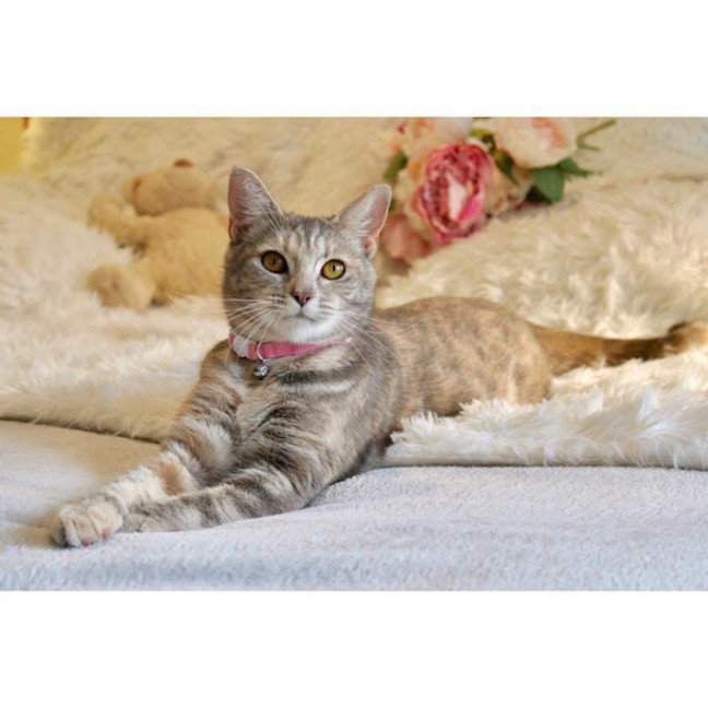 Photo of 14161   Ella Mae