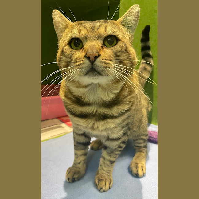 Photo of Heathcliff