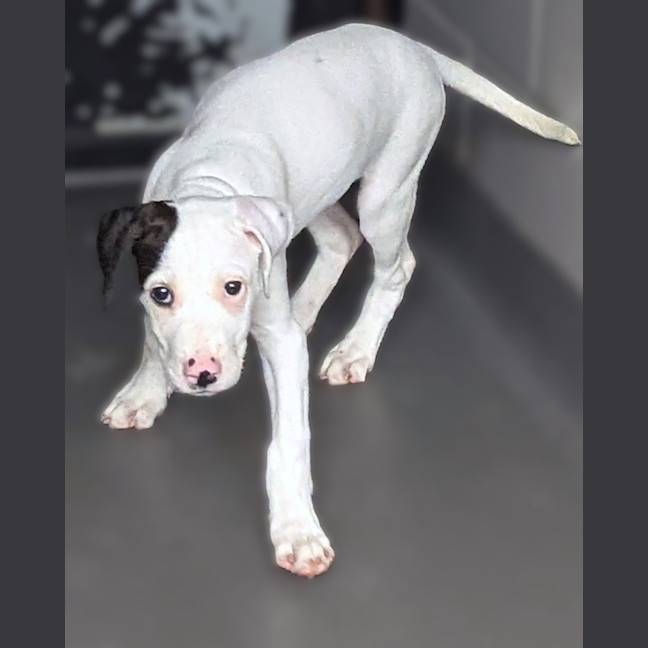 Photo of Patch