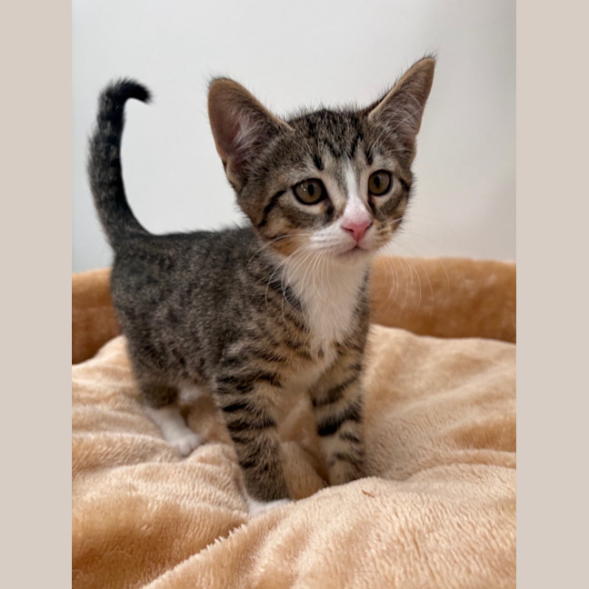 Photo of Willow