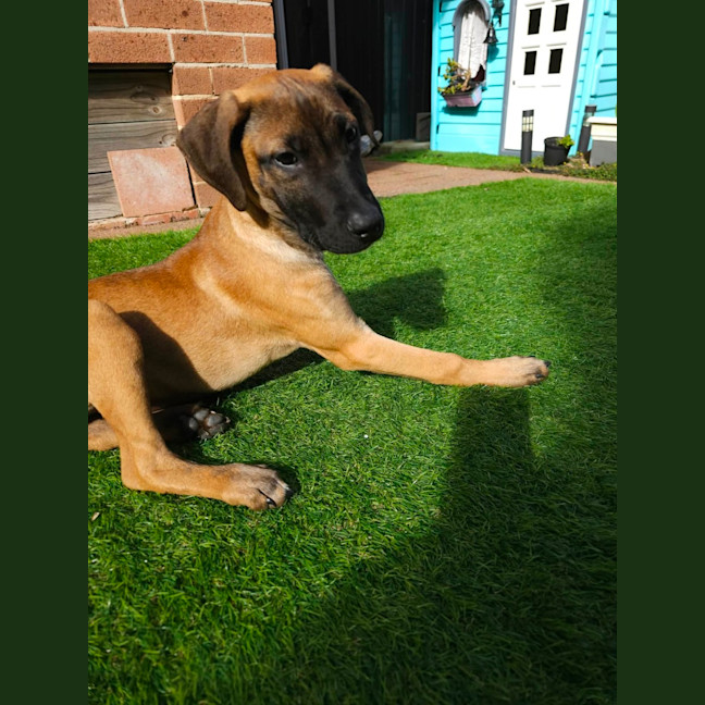 Photo of Nala
