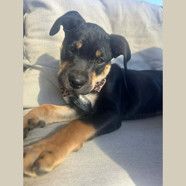 Photo of Echo