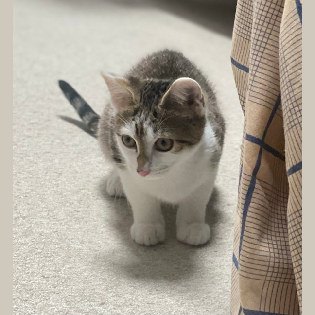 Photo of Amun (8931)