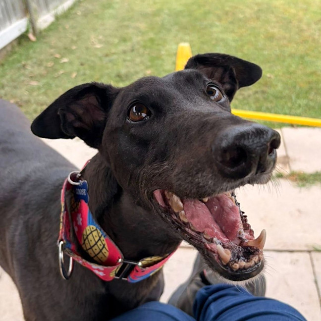 Photo of Goose The Greyhound