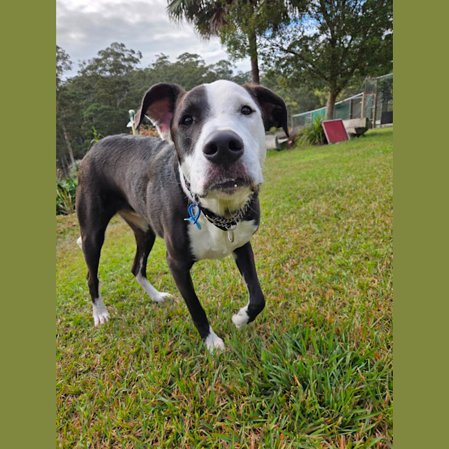 Photo of Diesel
