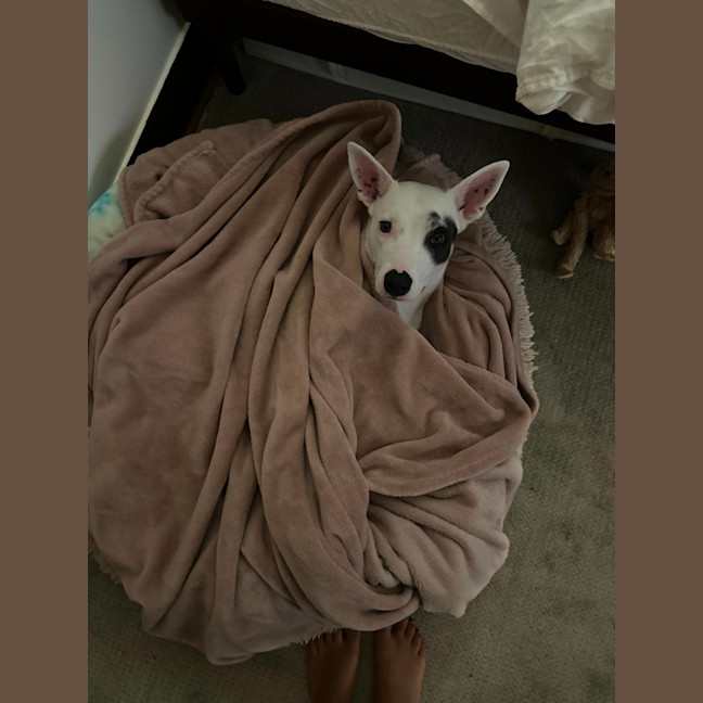 Photo of Luna Lou   2 Year Old Staffy X