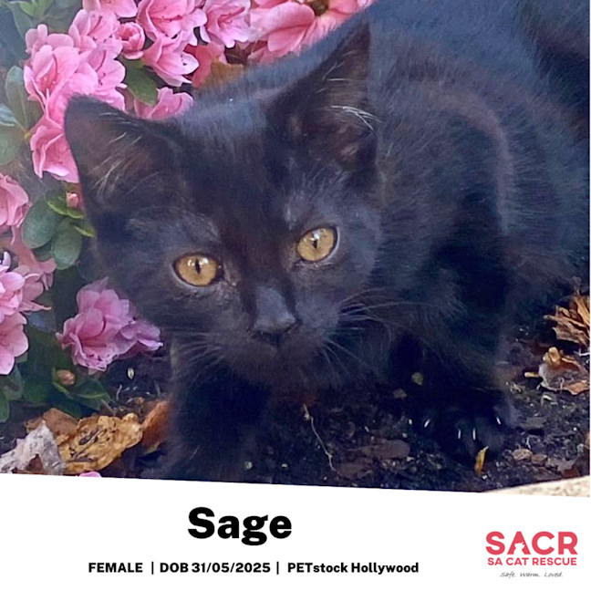 Photo of Sage