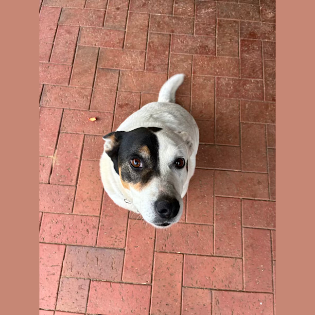 Photo of Patch