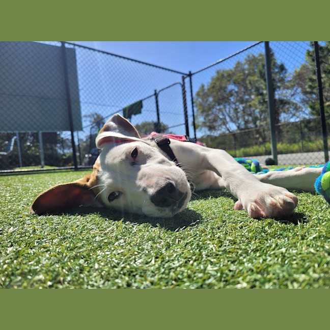 Photo of Pippa
