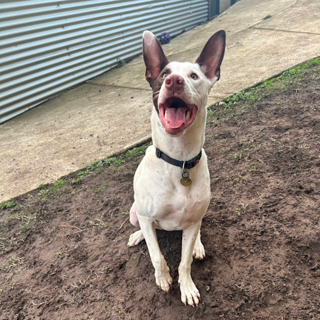 Photo of Thackery Earwicket