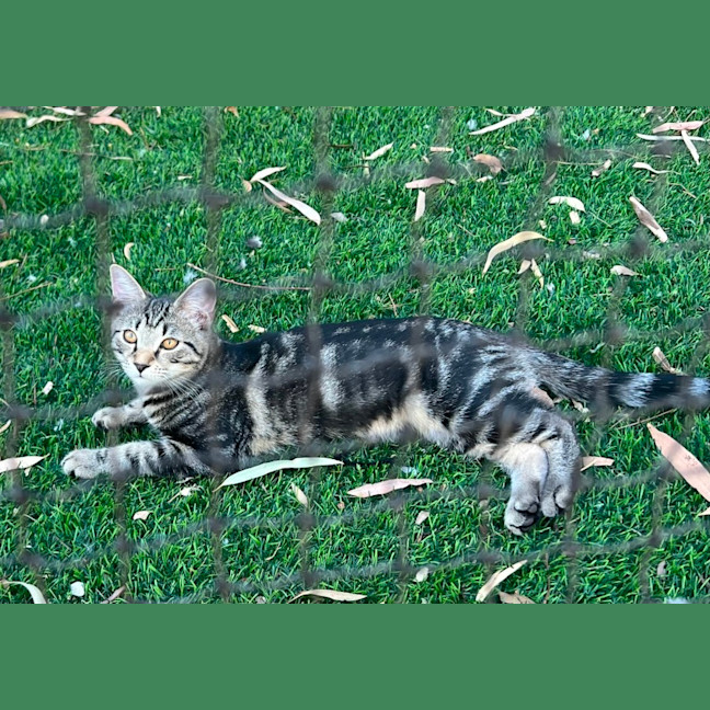Photo of Shadow