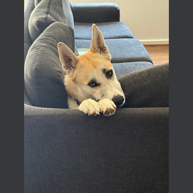 Photo of Loki