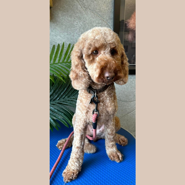 Photo of Maggie 