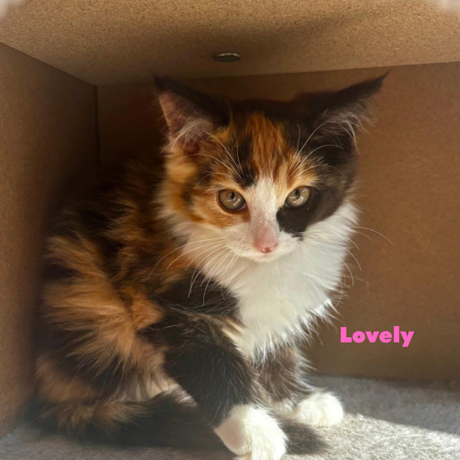 Photo of Lovely 