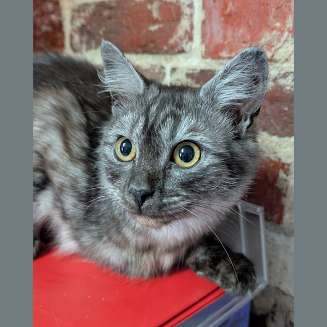 Photo of Indy