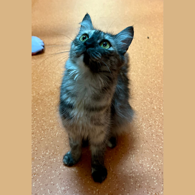 Photo of Clover