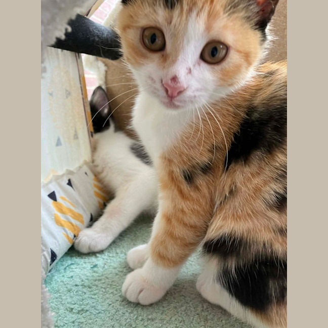 Photo of Toffee