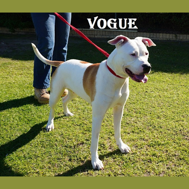 Photo of Vogue