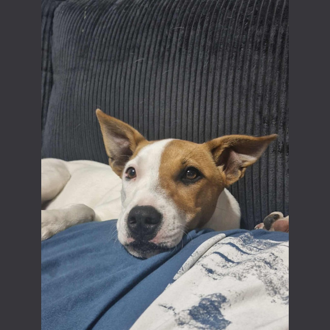 Photo of Choc Chip