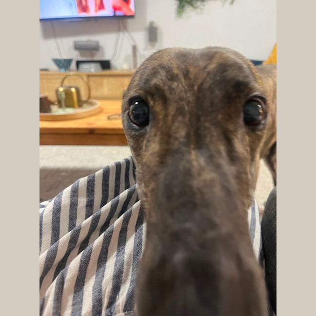 Photo of Lily