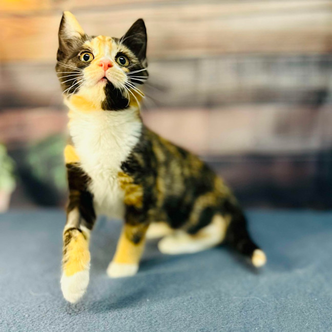 Photo of Aurora   Located In Wallan