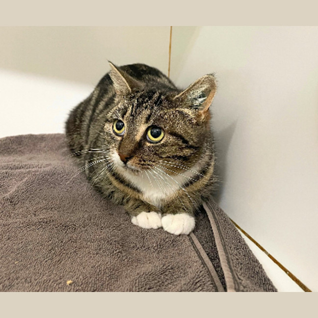 Photo of Mochi