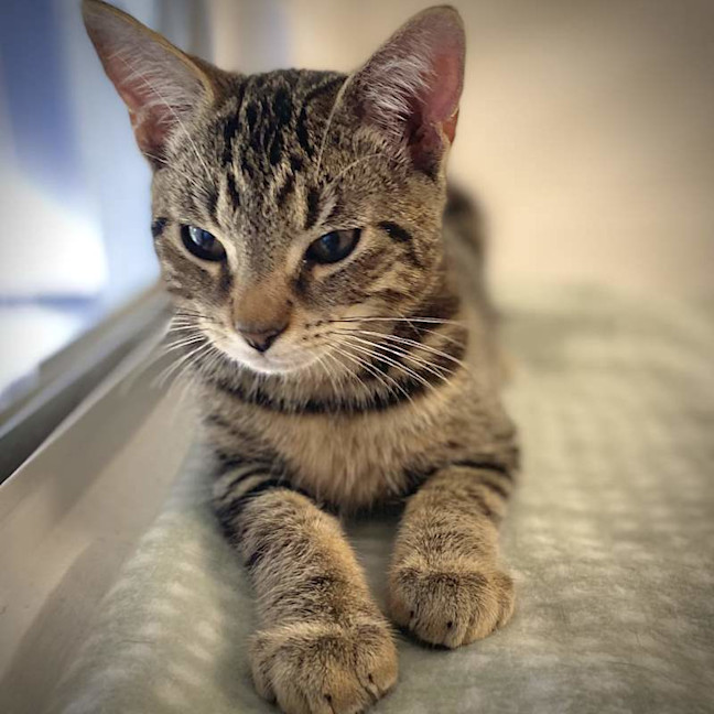 Photo of Cassius