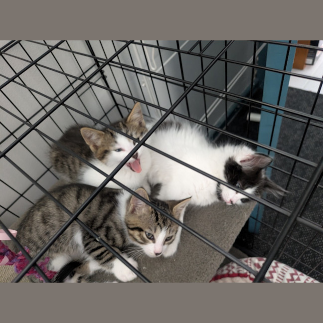 Photo of Lightning Snail