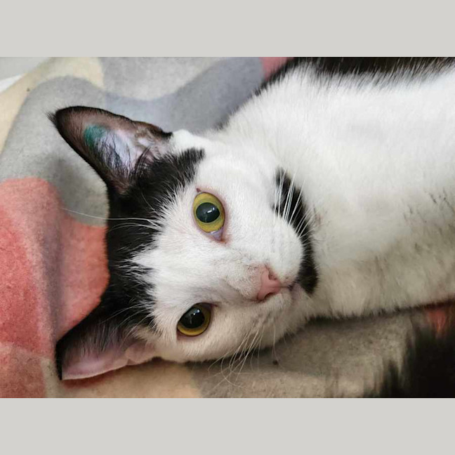 Photo of 🎨 Yoshi 5862 🎨