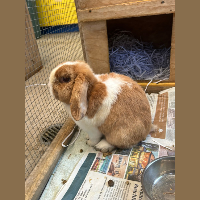 Photo of Tango