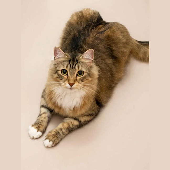 Photo of Luna