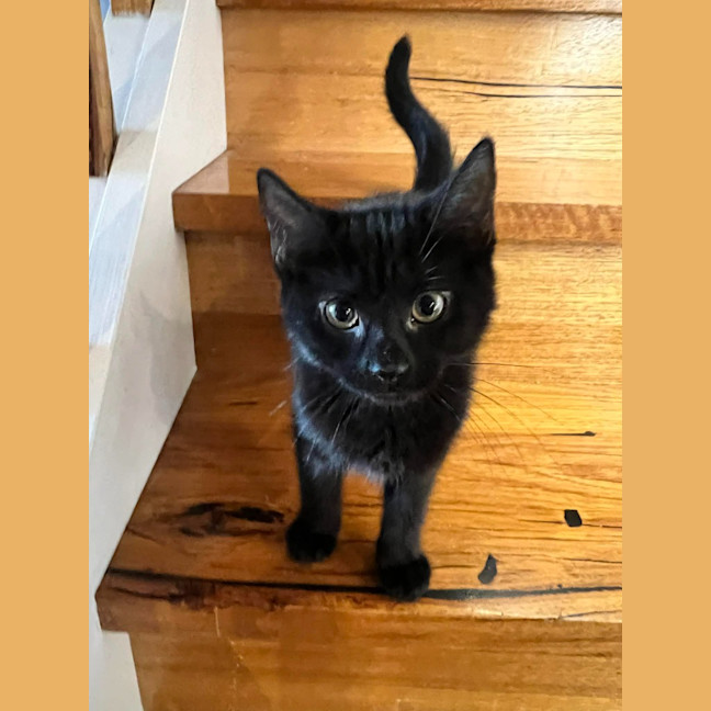 Photo of Luna