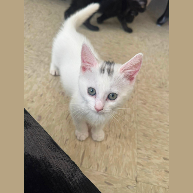 Photo of Smudge
