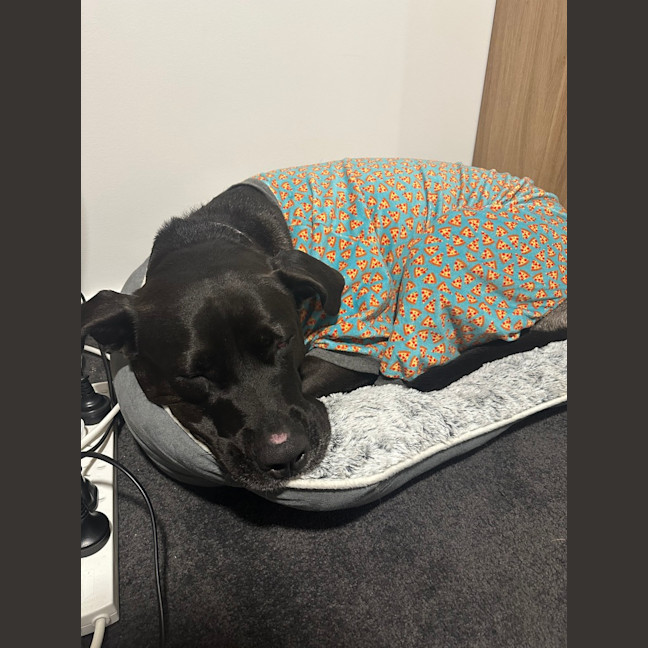 Photo of Chilli