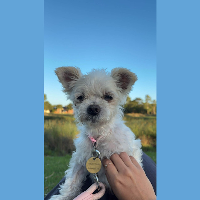 Photo of Fran Drescher