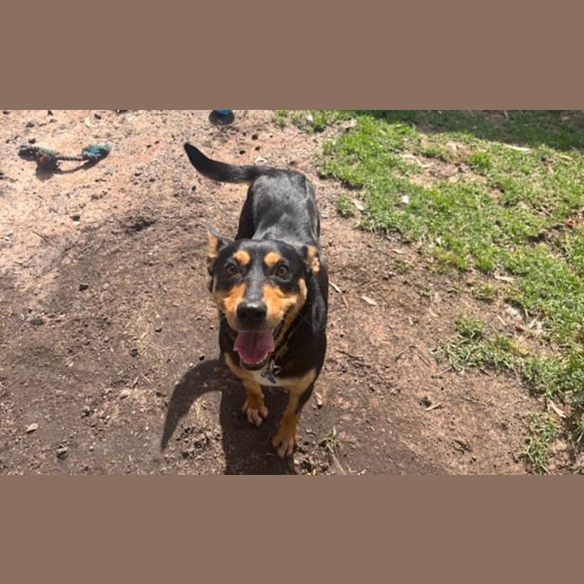 Photo of Banjo