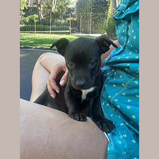 Photo of Pippa