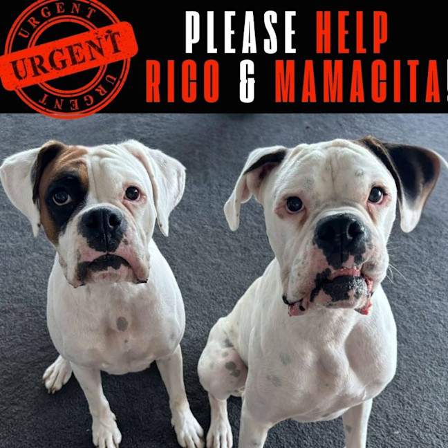 Photo of Rico And Mamacita