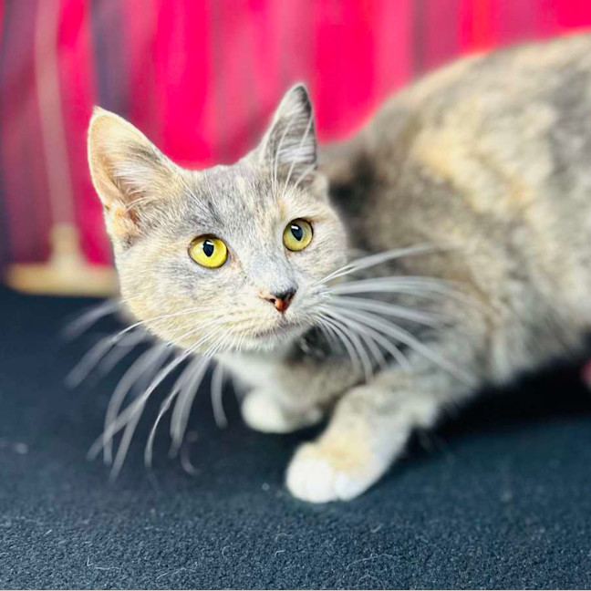 Photo of Willow (Located In Preston) 