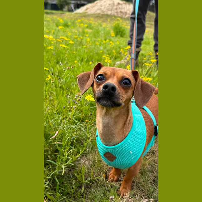 Photo of Pickle