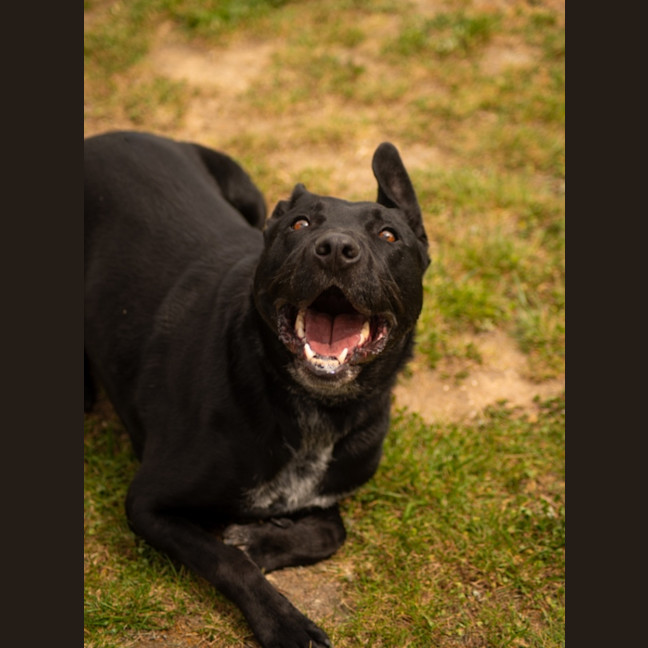 Photo of Louie