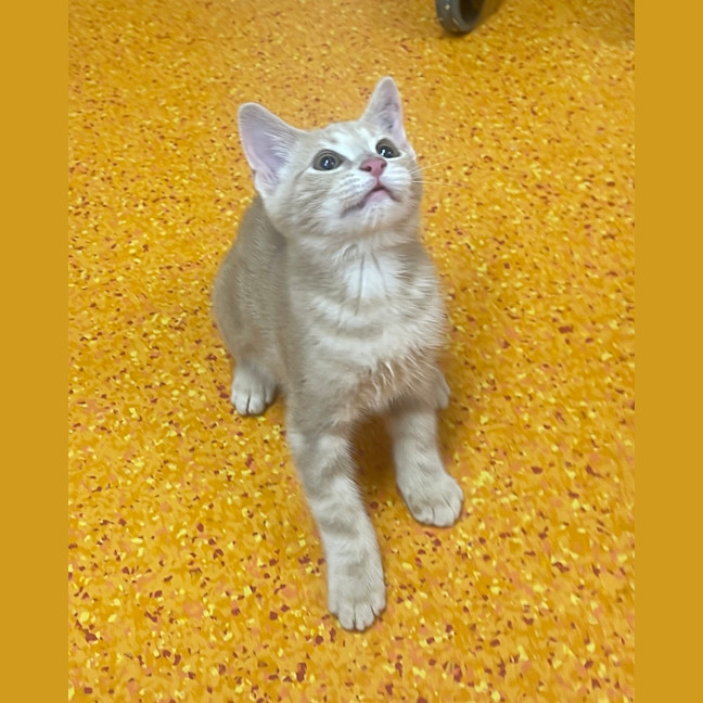 Photo of Dusty
