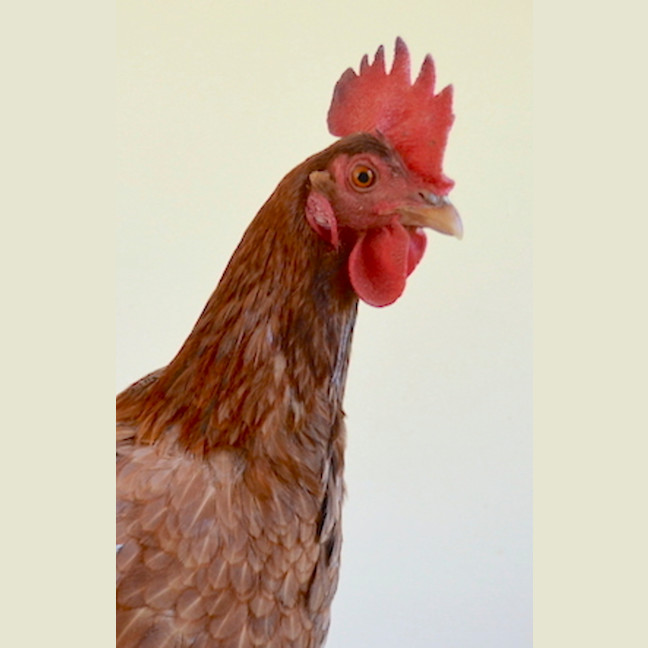 Photo of Kelly Cluckson