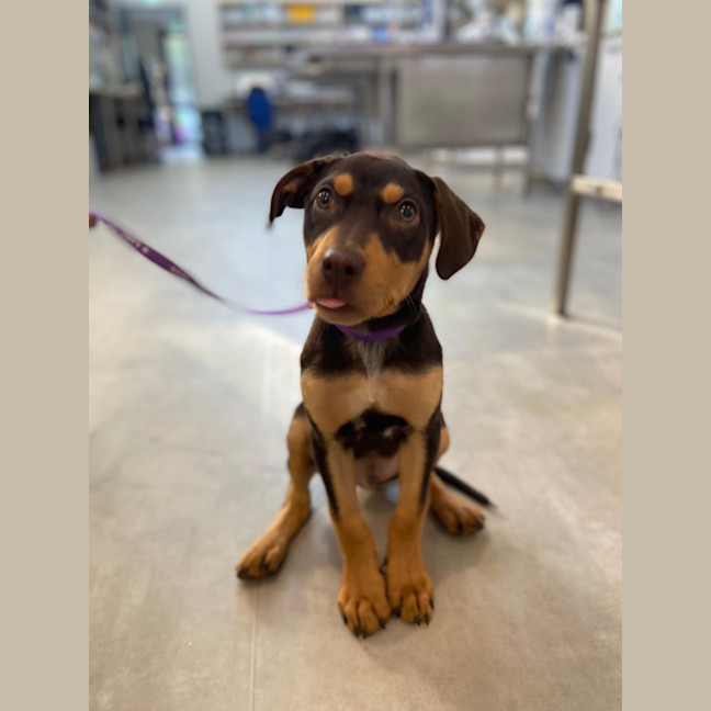 Photo of Darcy
