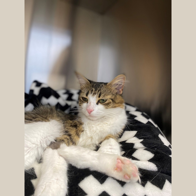 Photo of Polly