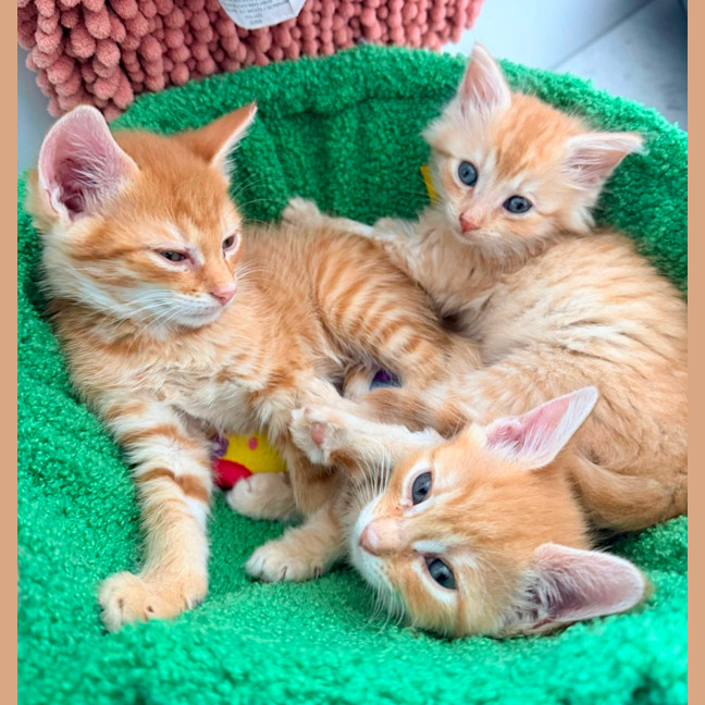 Photo of Bear & Scout 