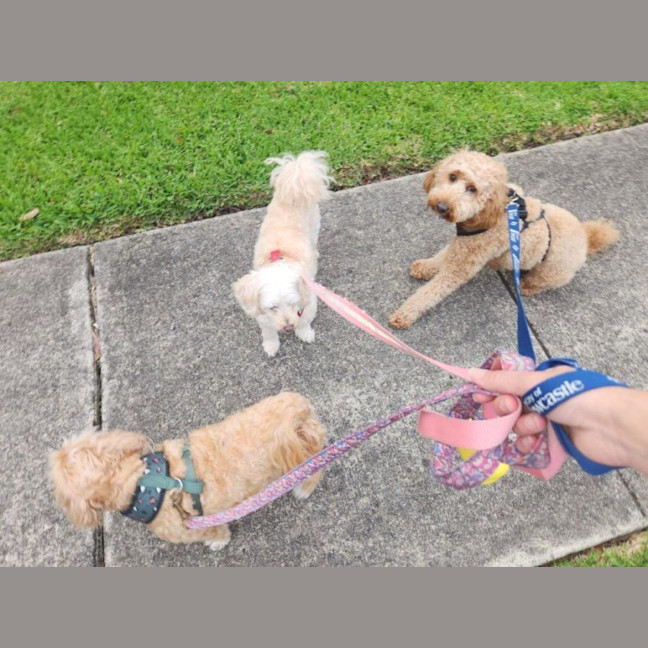 Photo of Caesar   1.5 Year Old Spoodle (Trial)