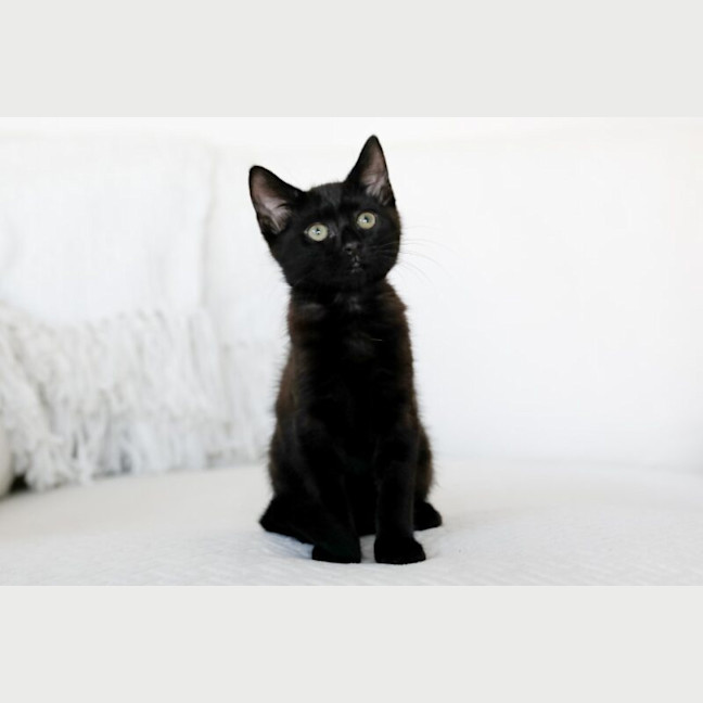 Photo of Marley