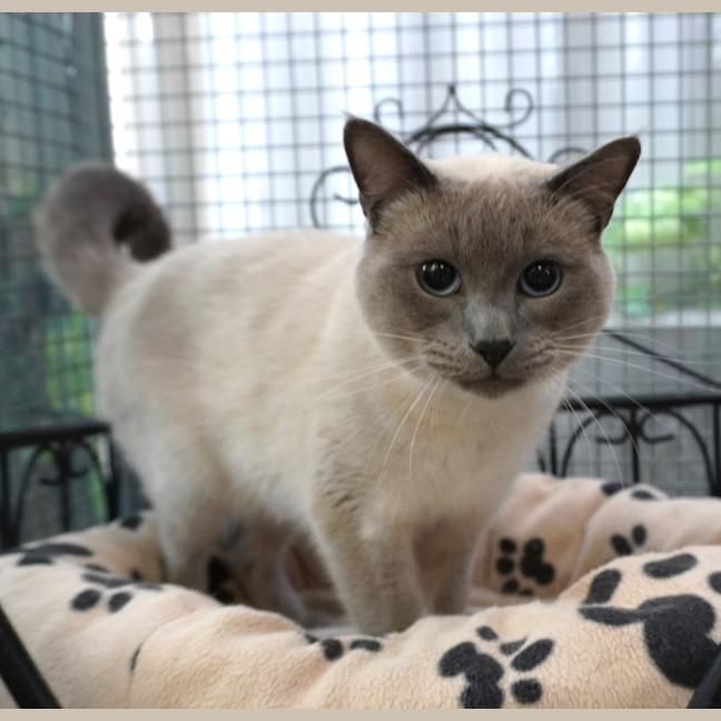 Photo of Chester
